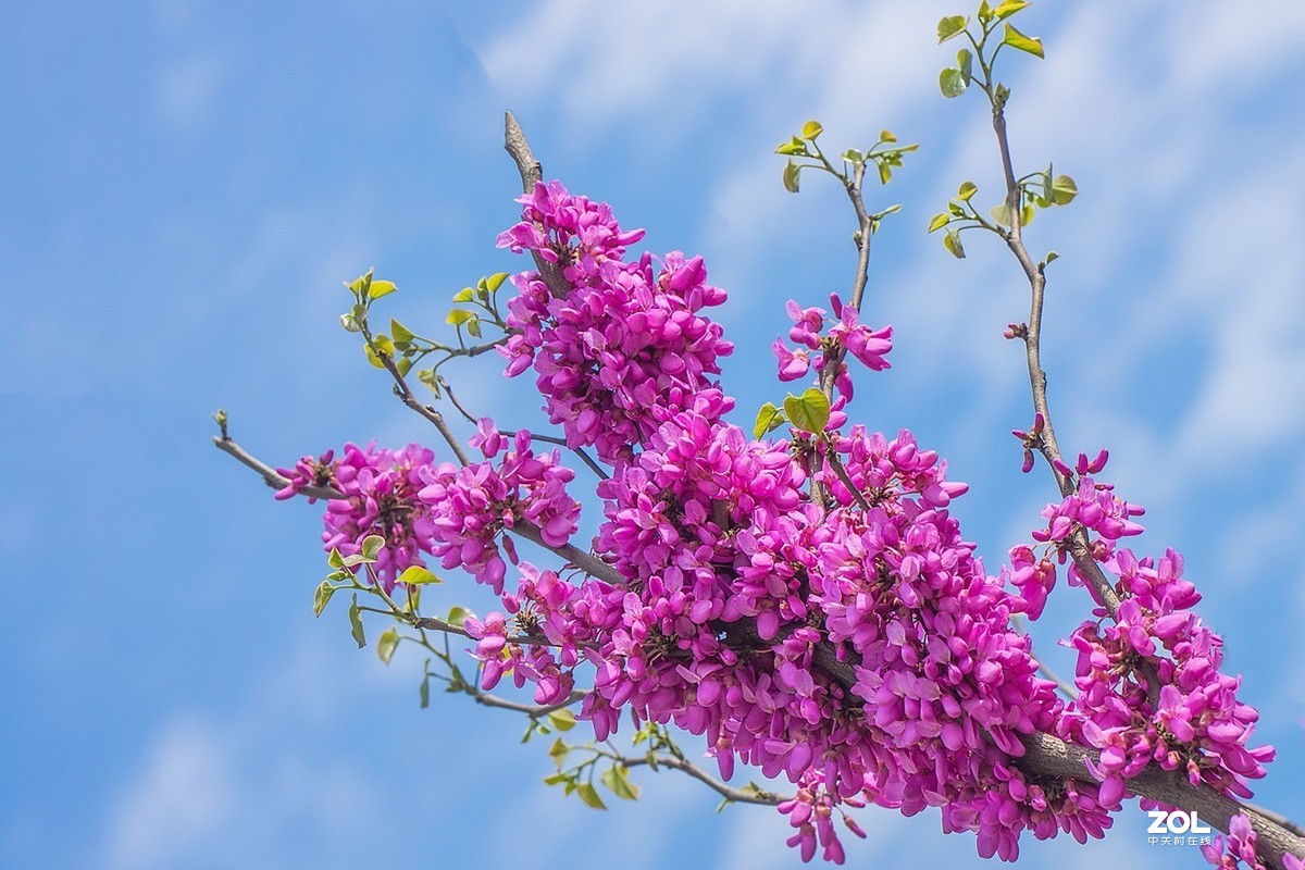 紫荆花开喜洋洋