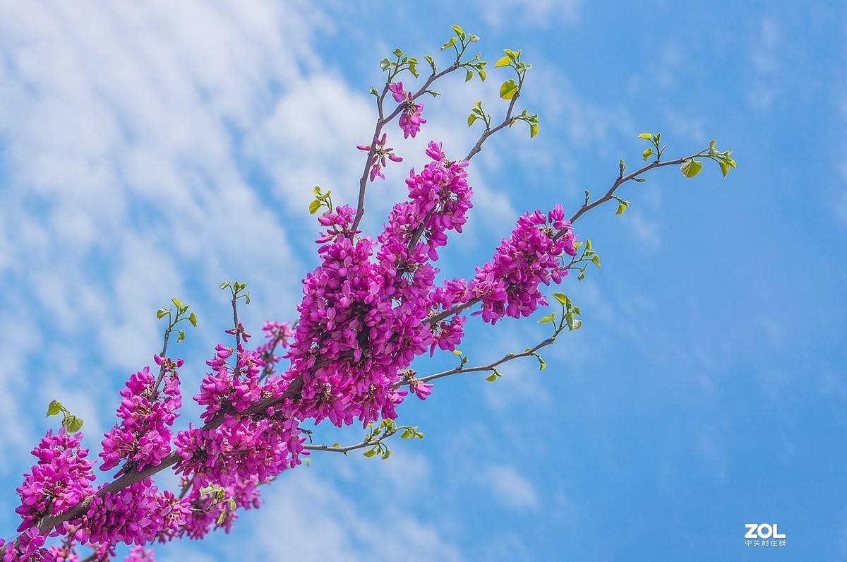 紫荆花开喜洋洋