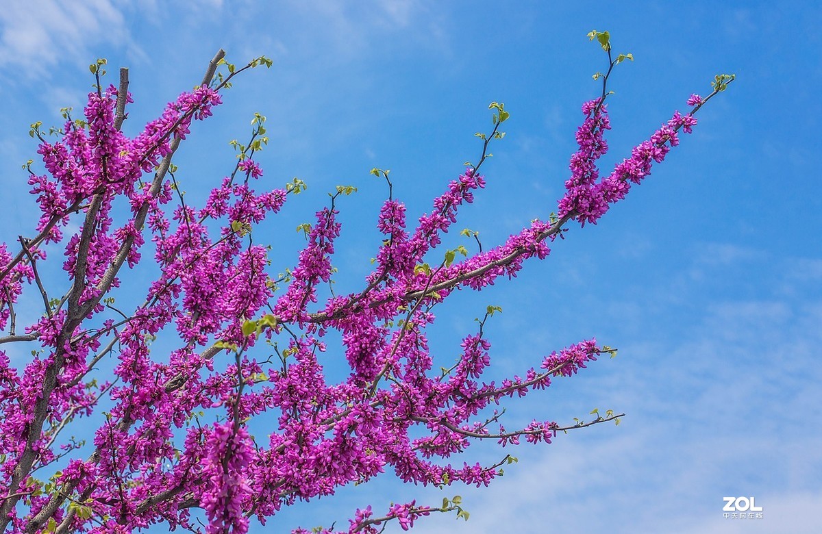 紫荆花开喜洋洋