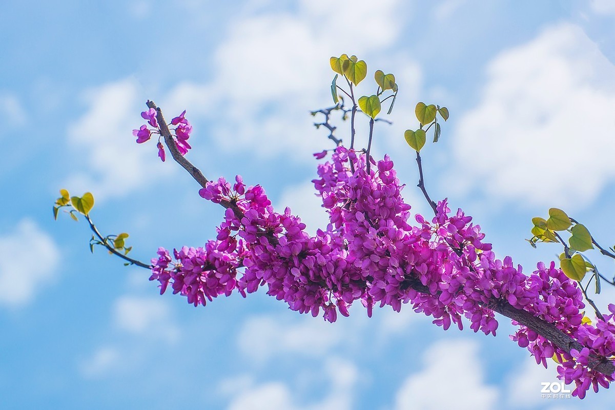 紫荆花开喜洋洋