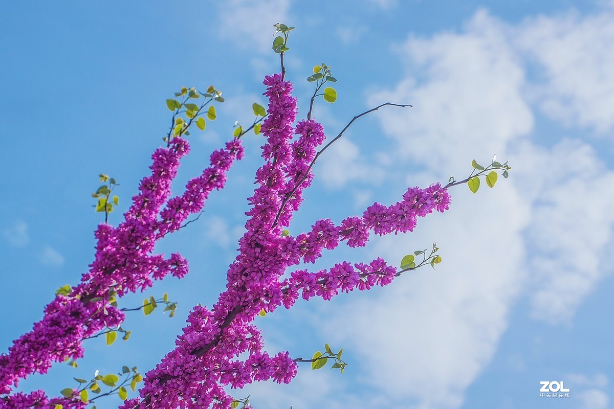 紫荆花开喜洋洋