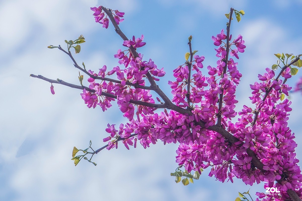 紫荆花开喜洋洋