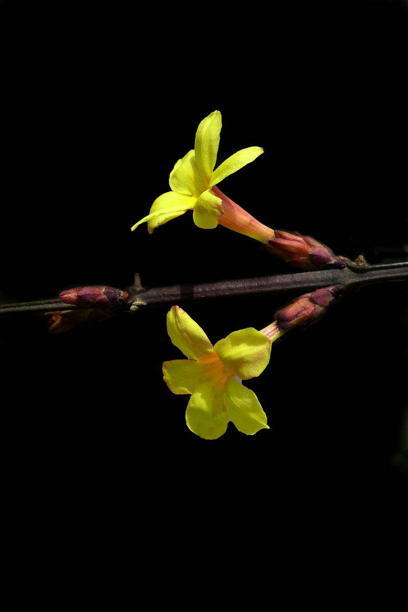 花儿朵朵——拜年贴