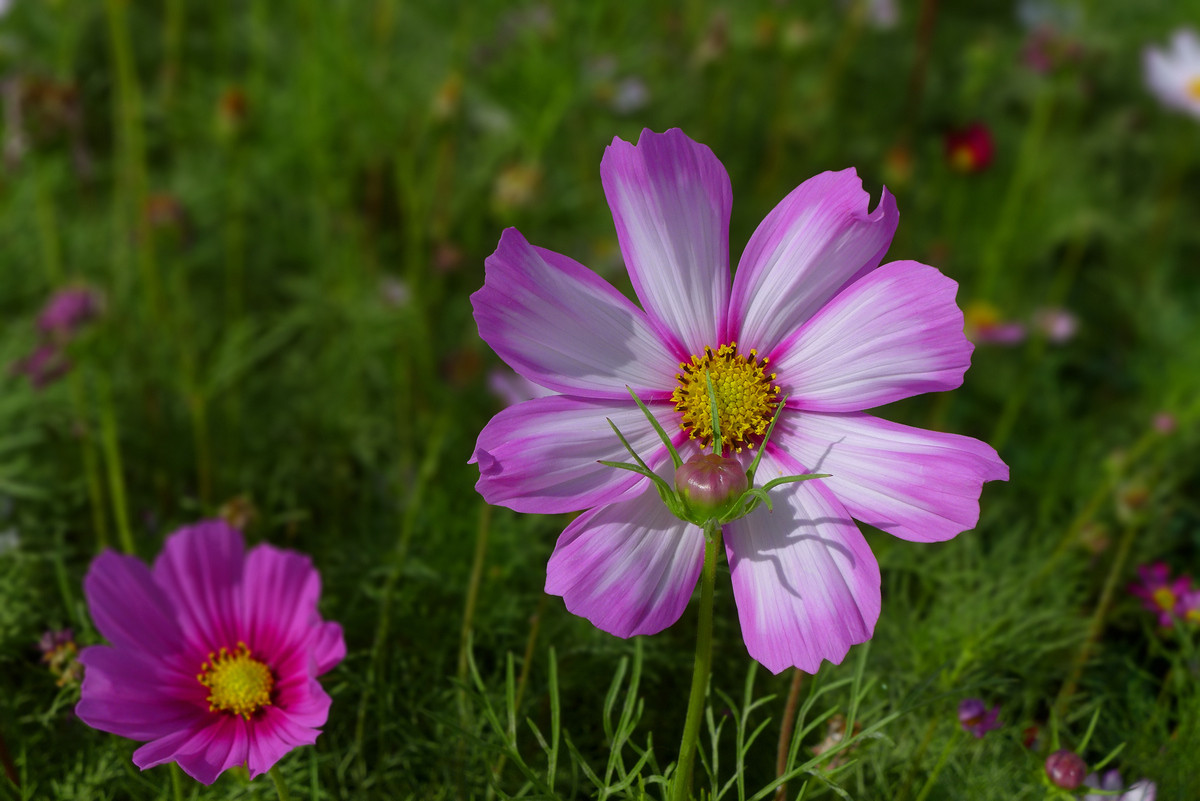 花儿朵朵——拜年贴