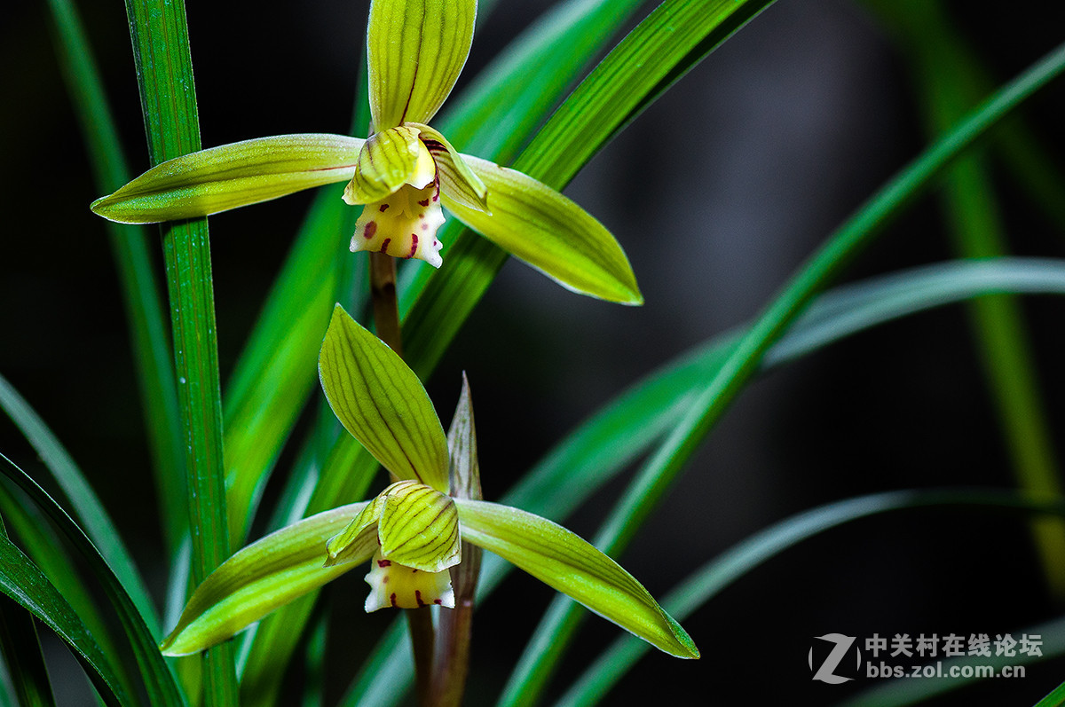 四川兰花续告假帖