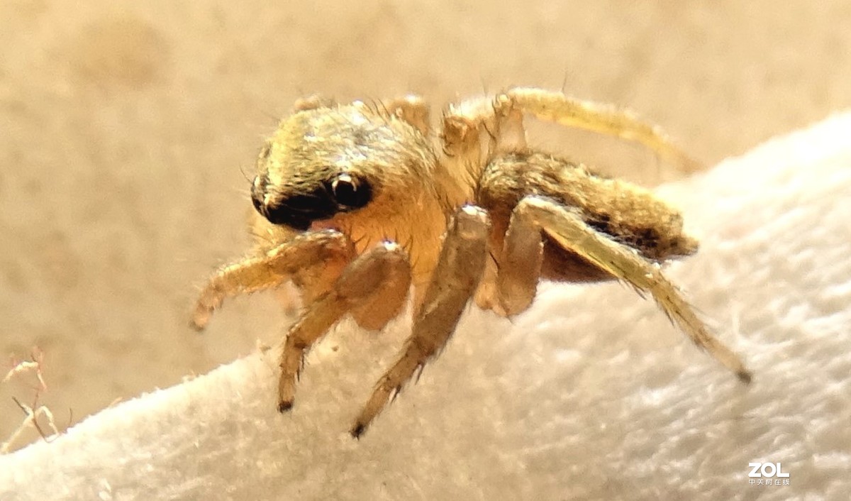 从微距到长焦，超值啦。