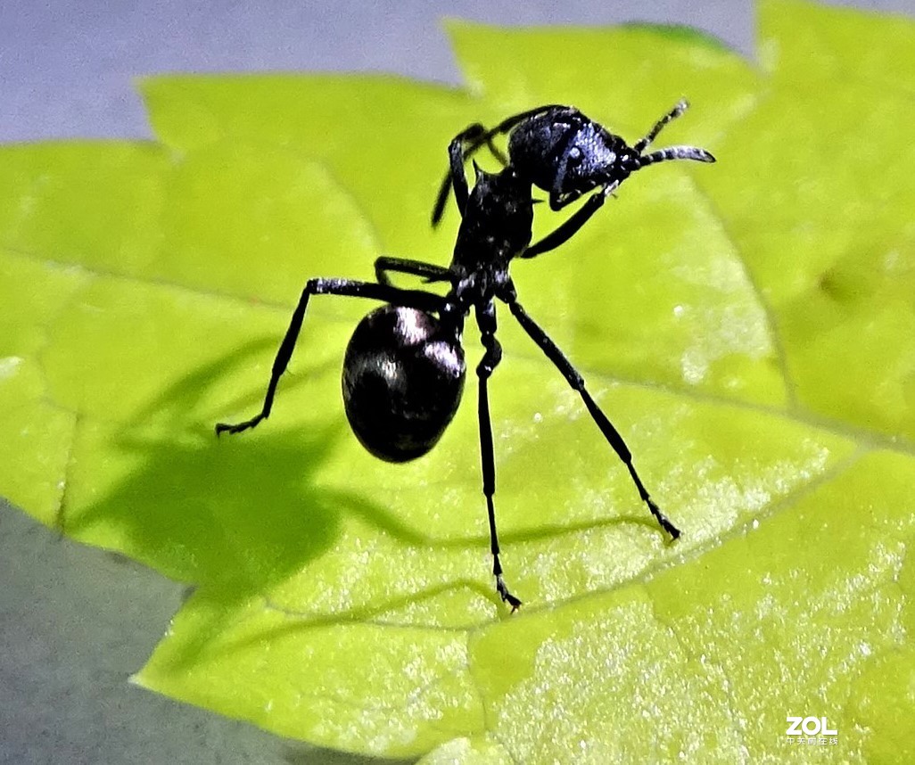 从微距到长焦，超值啦。