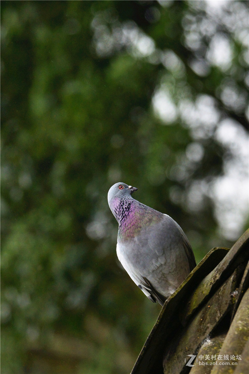 细雨蒙蒙瓦头鸽