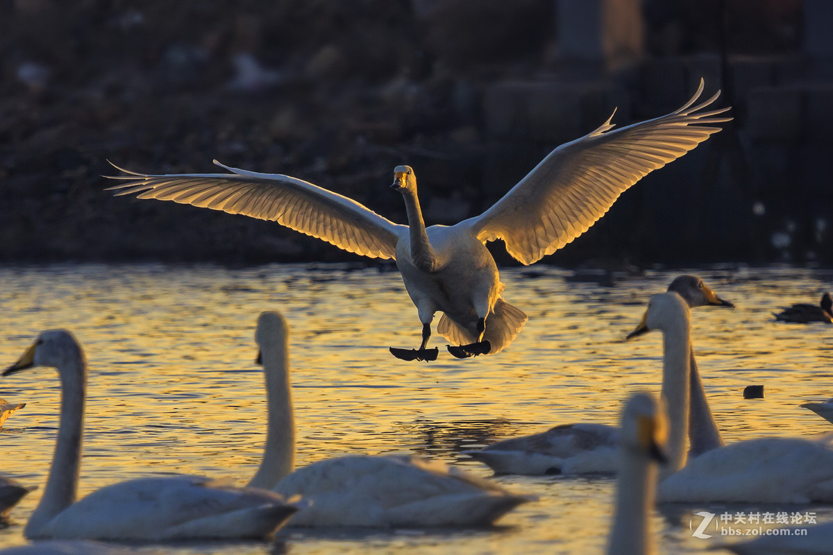 大年初一看天鹅
