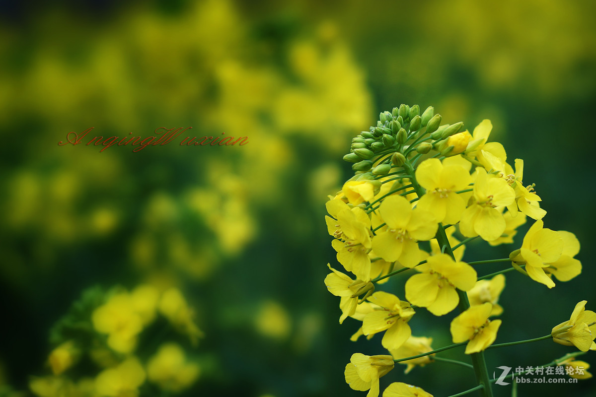 油菜花开