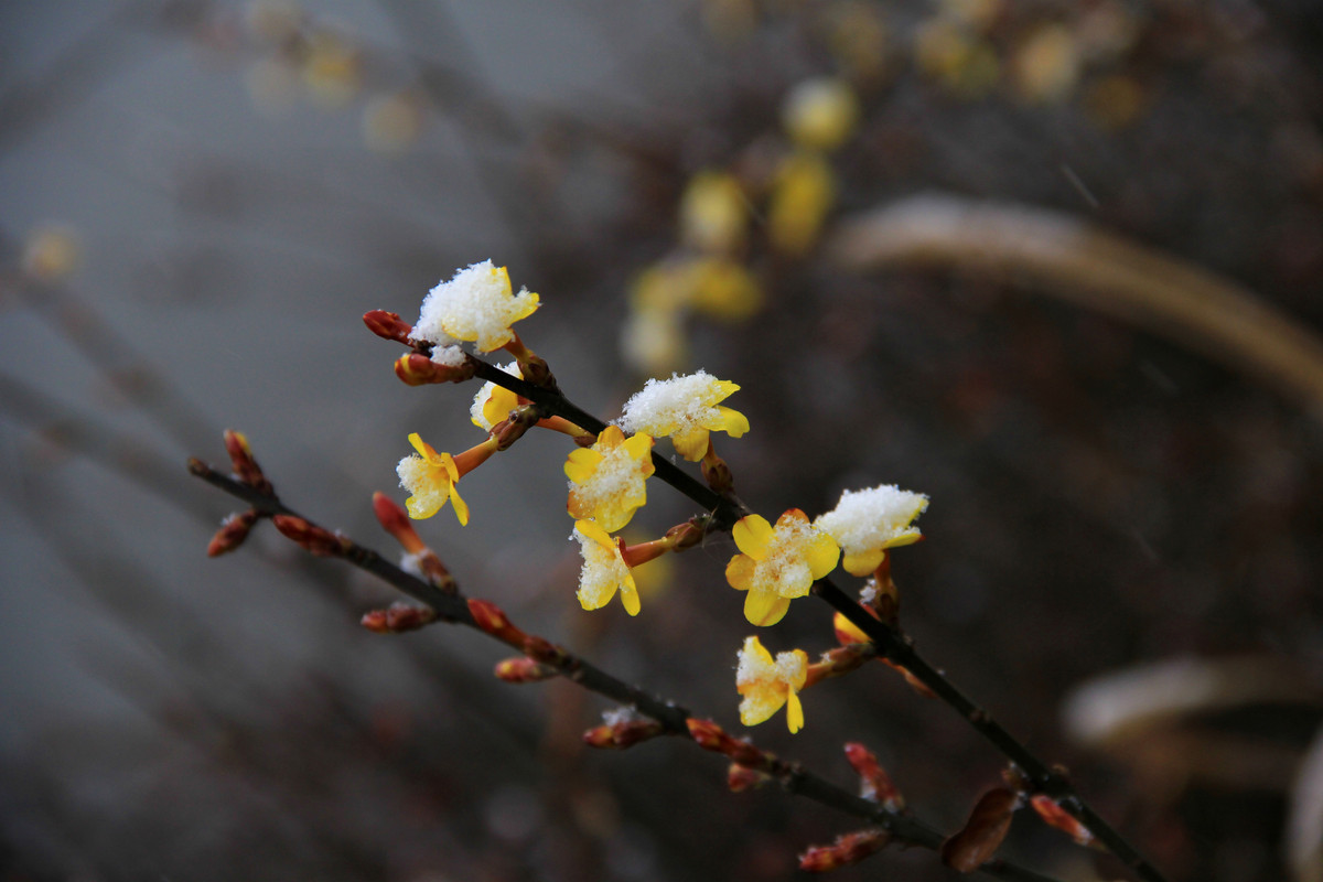 雪中迎春花