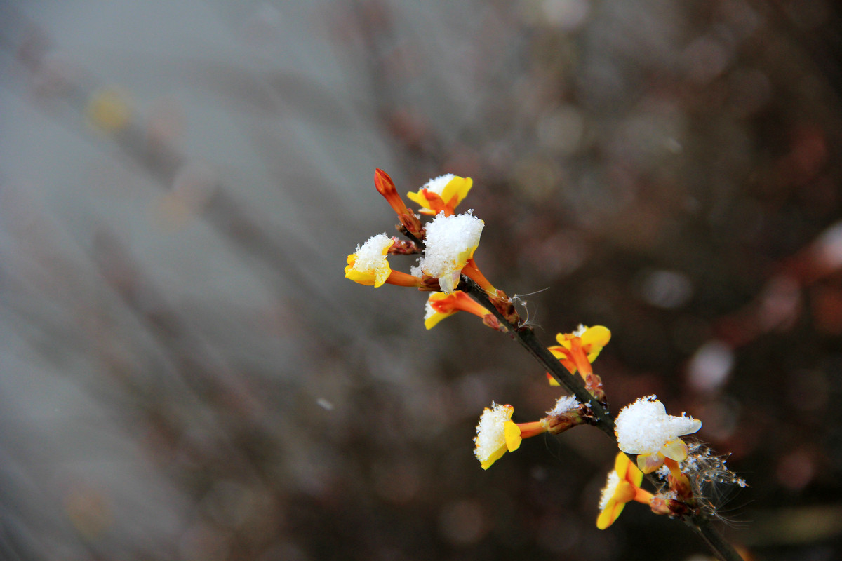 雪中迎春花