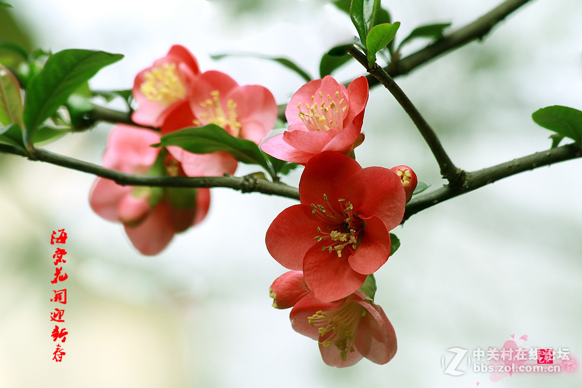 海棠花开迎新春____恭祝各位版主.广大摄友新年好！万事如意！阖家幸福！拜年了！！！