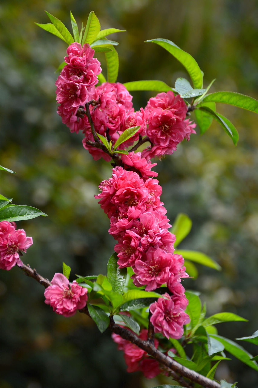 大展鸿图桃花报春2