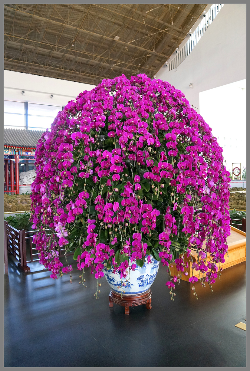 献上一组“蝴蝶兰”，庆祝三八妇女节，向女影友致敬（NEX-6拍摄）