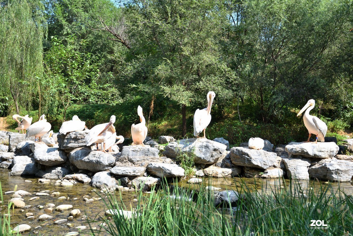 北京大兴野生动物园