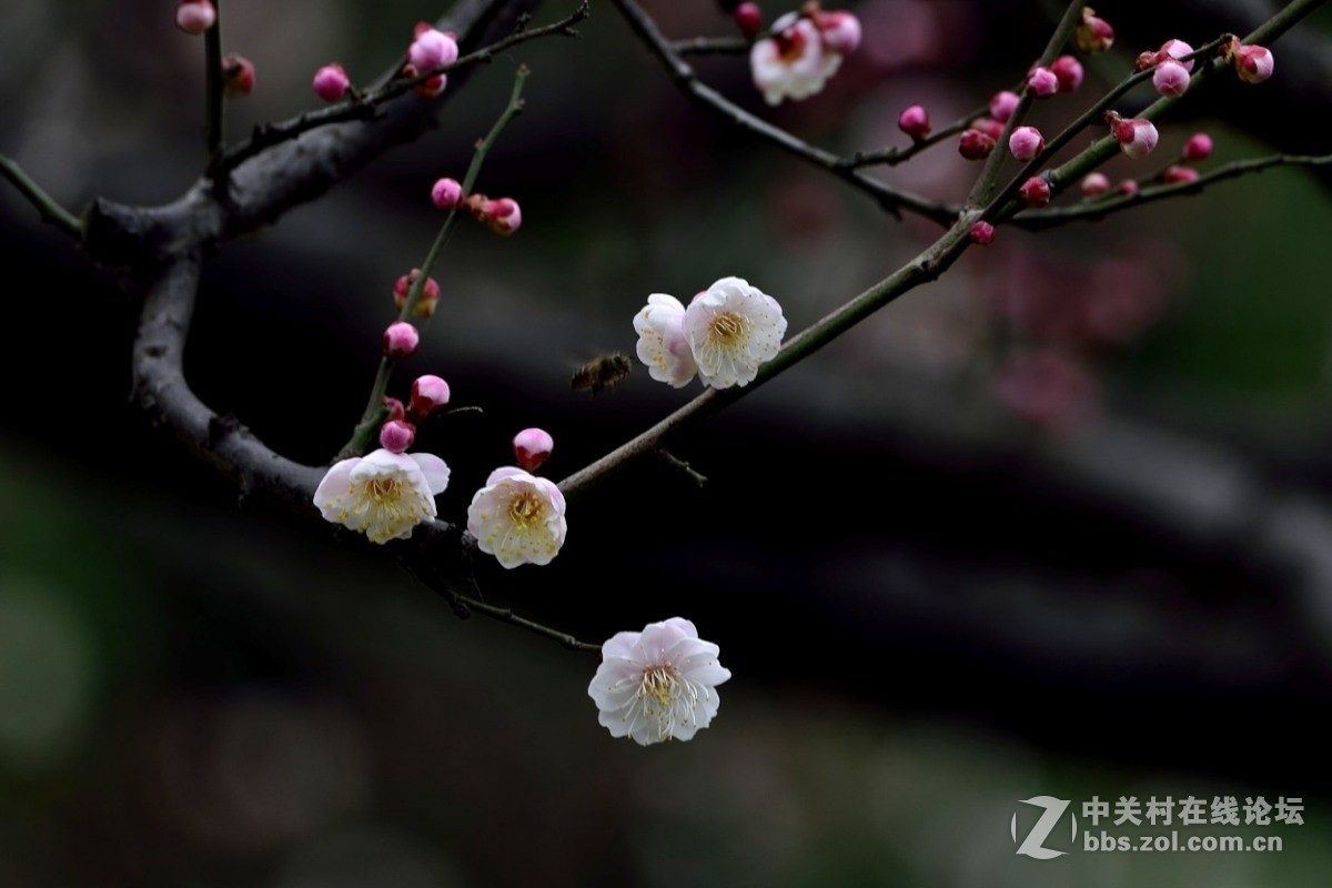 梅花开了。。。。。。