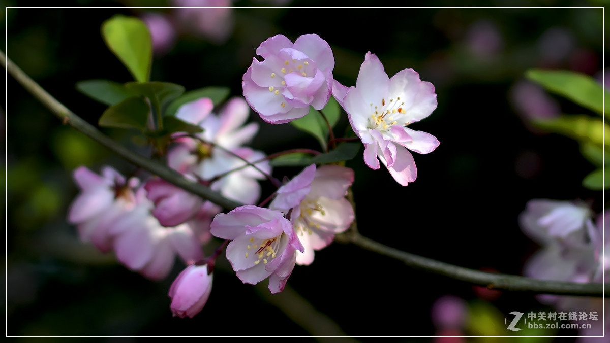 #尼康花卉作品赏析#【试拍垂丝海棠】 （老阿推荐）