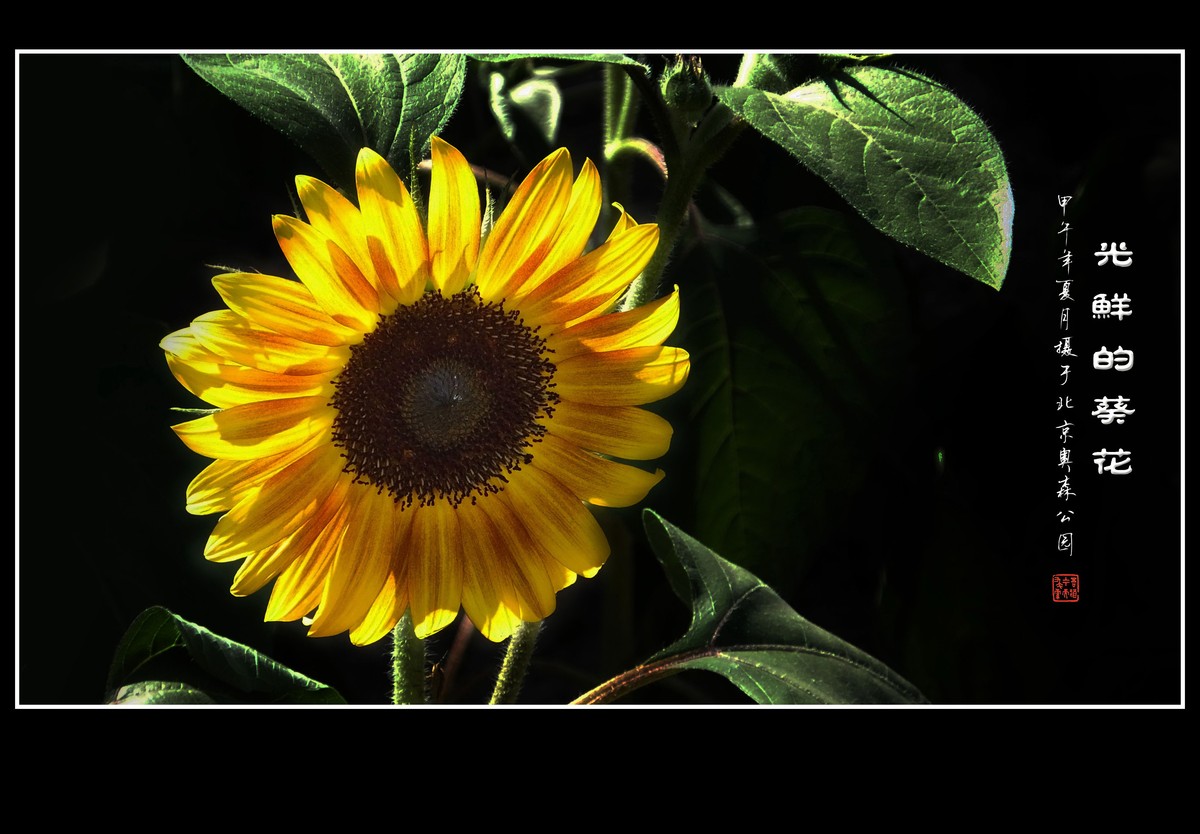 葵花朵朵向阳开