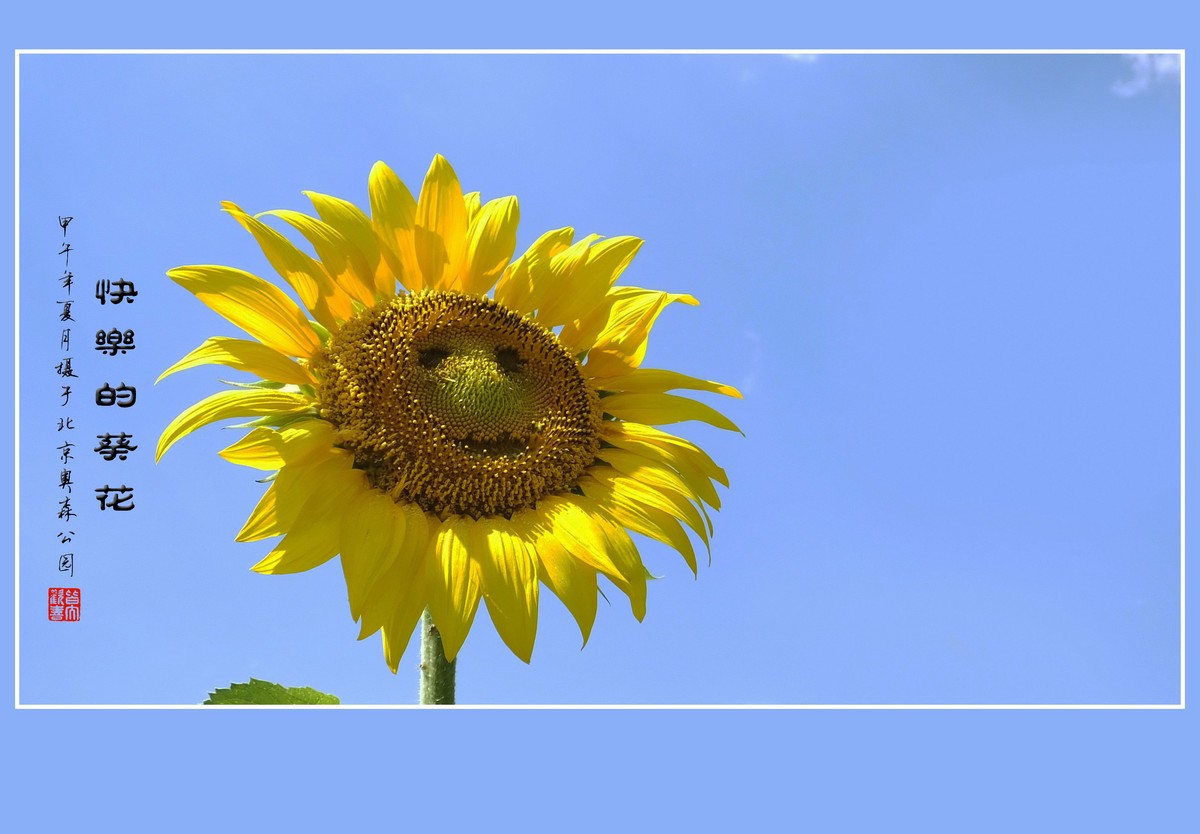 葵花朵朵向阳开