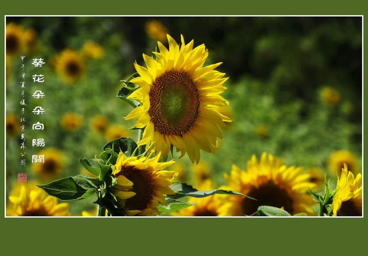 葵花朵朵向阳开