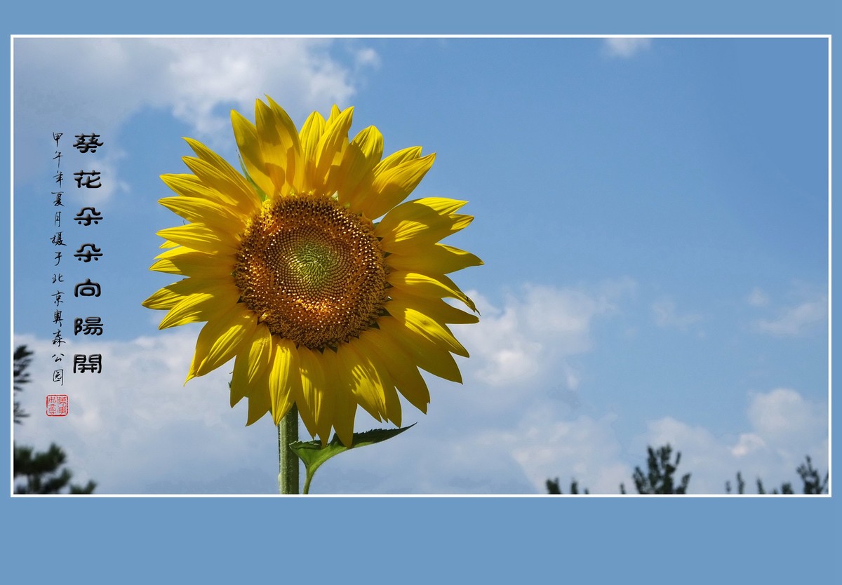 葵花朵朵向阳开