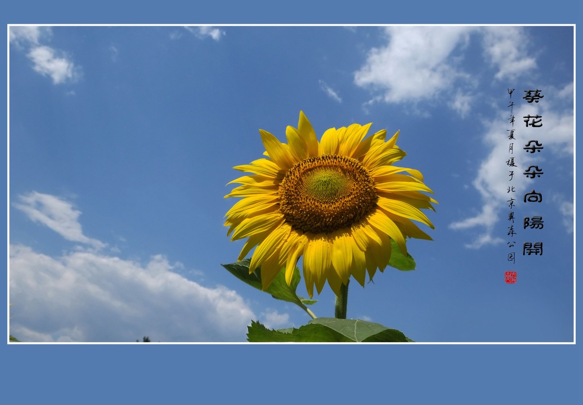 葵花朵朵向阳开