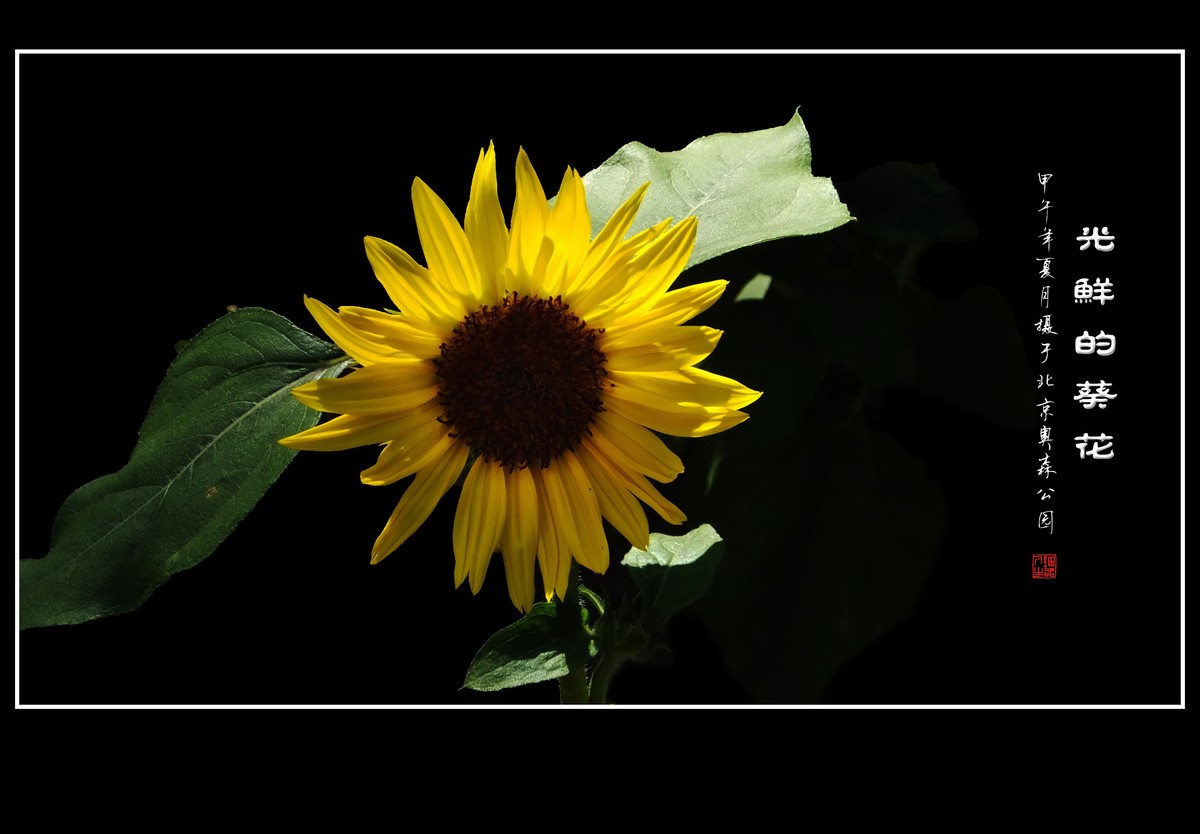 葵花朵朵向阳开