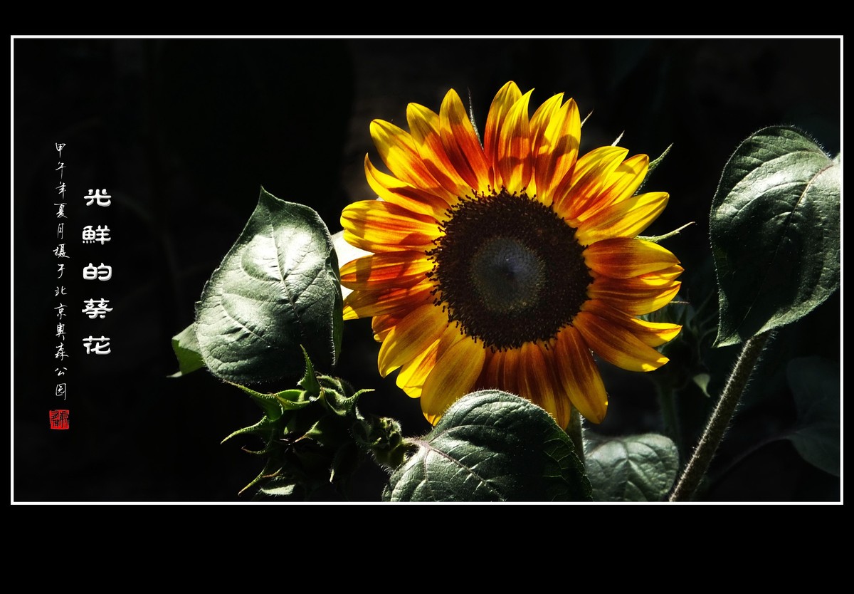 葵花朵朵向阳开