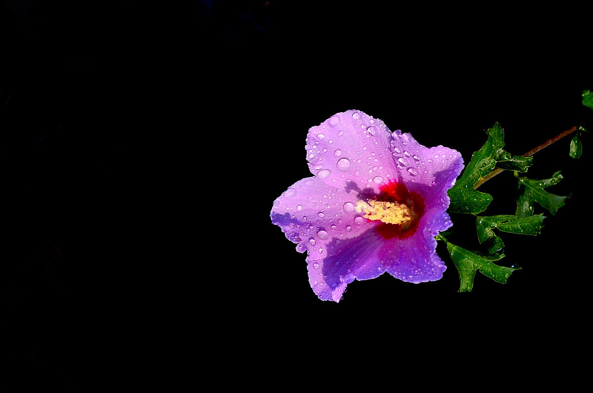 雨后的木槿