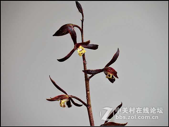 兰草（一）