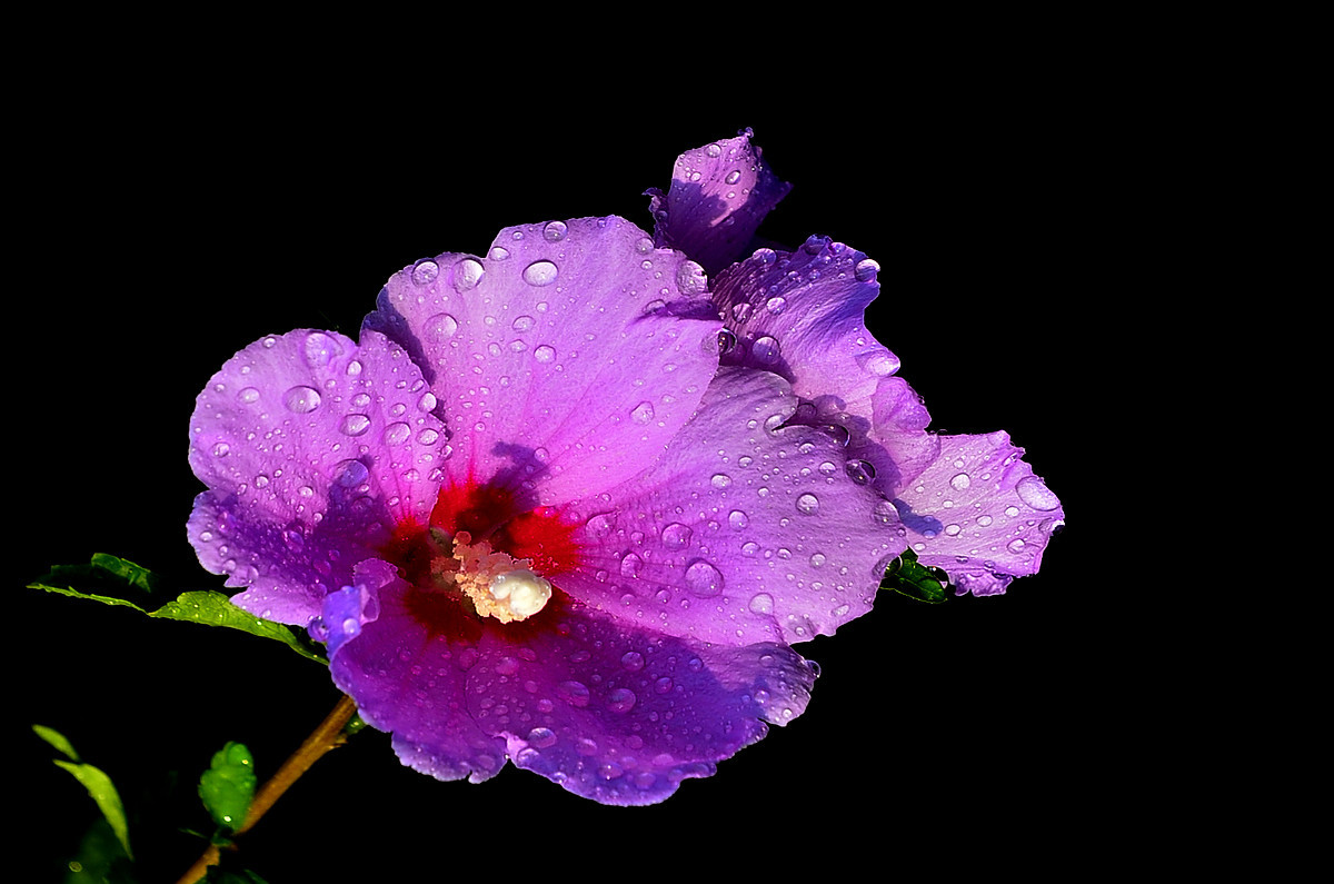 雨后的木槿