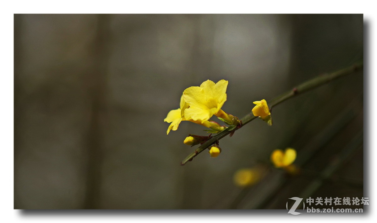 【正月里来迎春花儿开】拜年了、