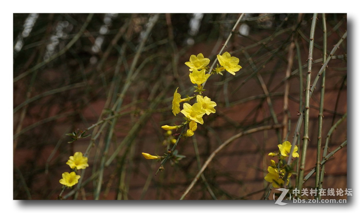 【正月里来迎春花儿开】拜年了、