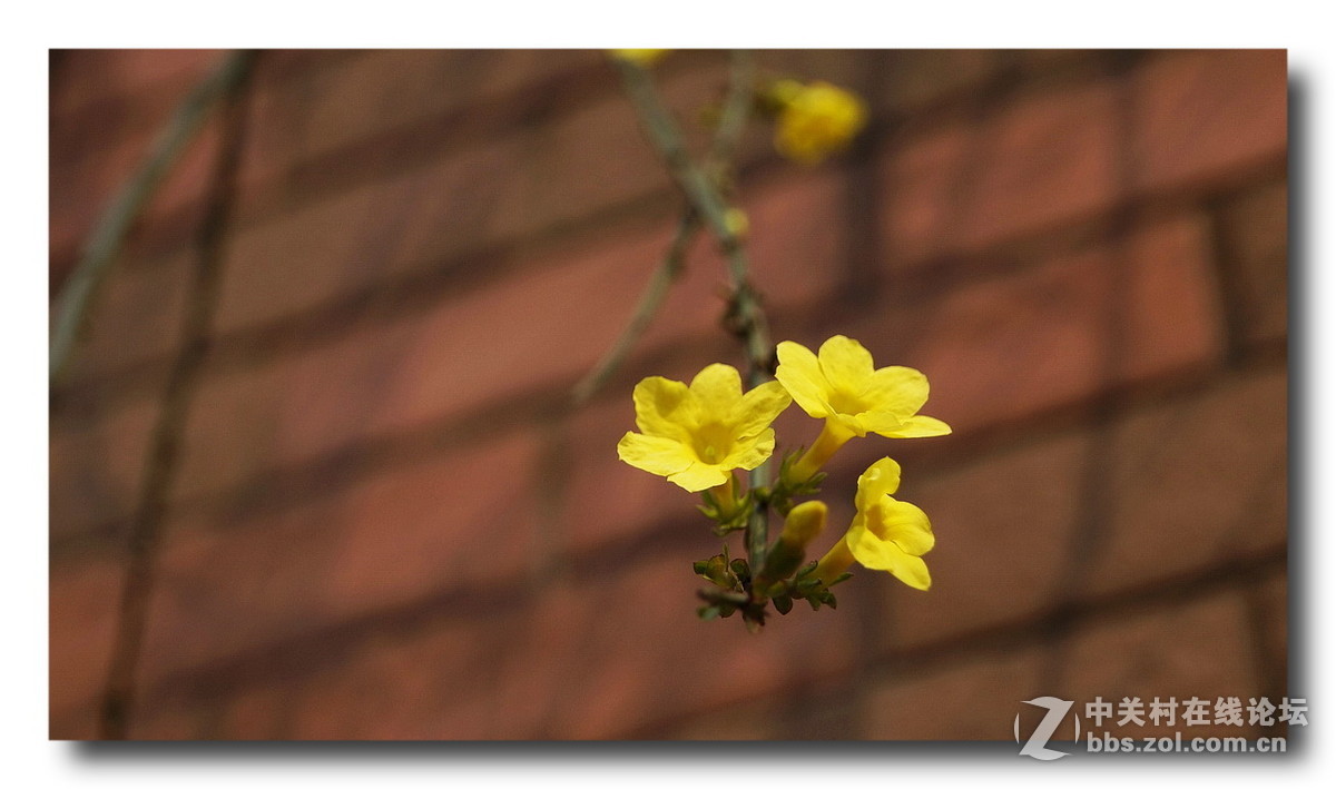 【正月里来迎春花儿开】拜年了、