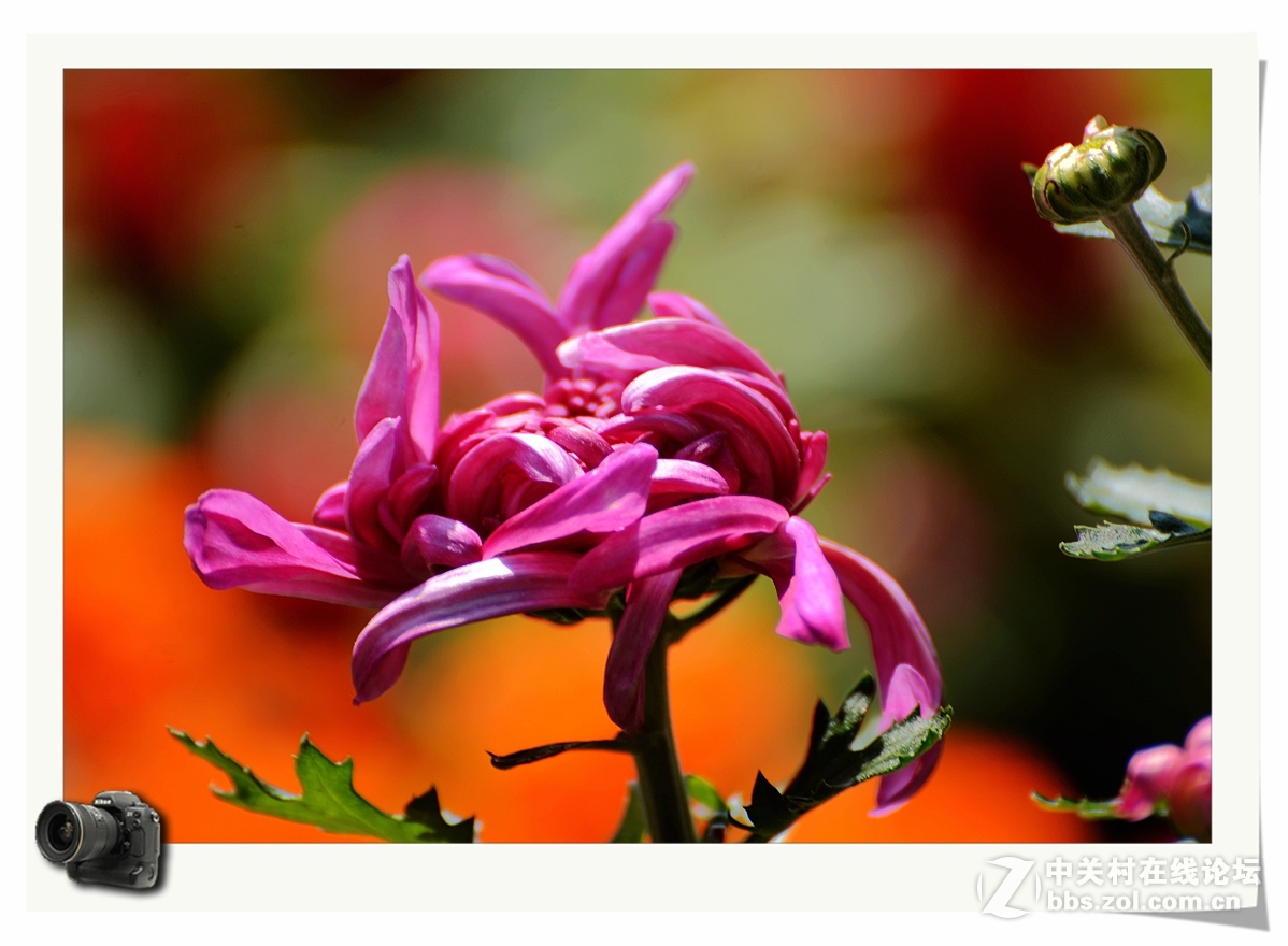 彩蝶菊影送上祝福——（贺帖）