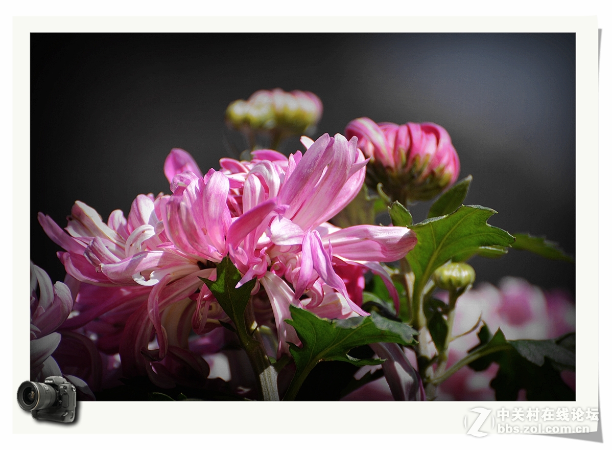 彩蝶菊影送上祝福——（贺帖）