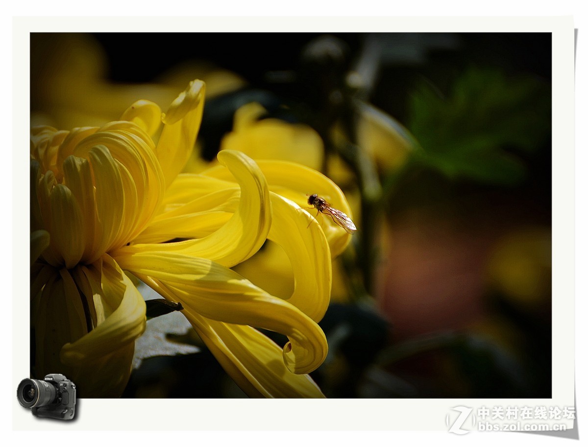 彩蝶菊影送上祝福——（贺帖）