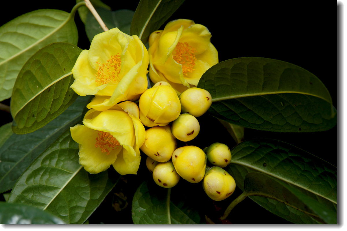 茶族皇后金茶花恭祝大家金玉满堂