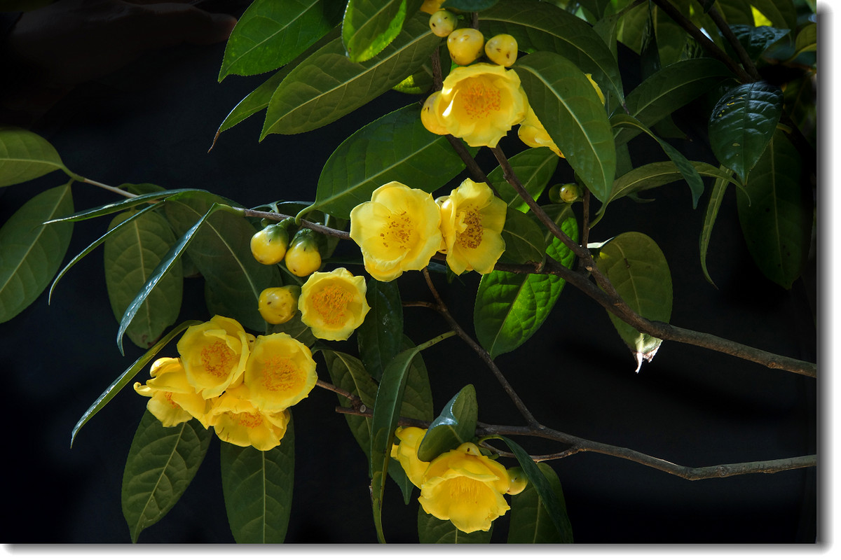 茶族皇后金茶花恭祝大家金玉满堂