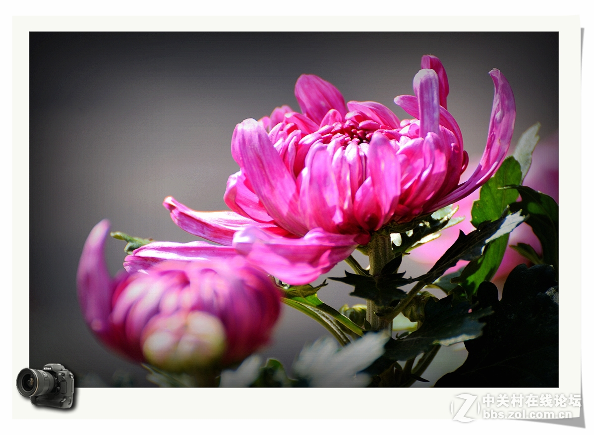 彩蝶菊影送上祝福——（贺帖）