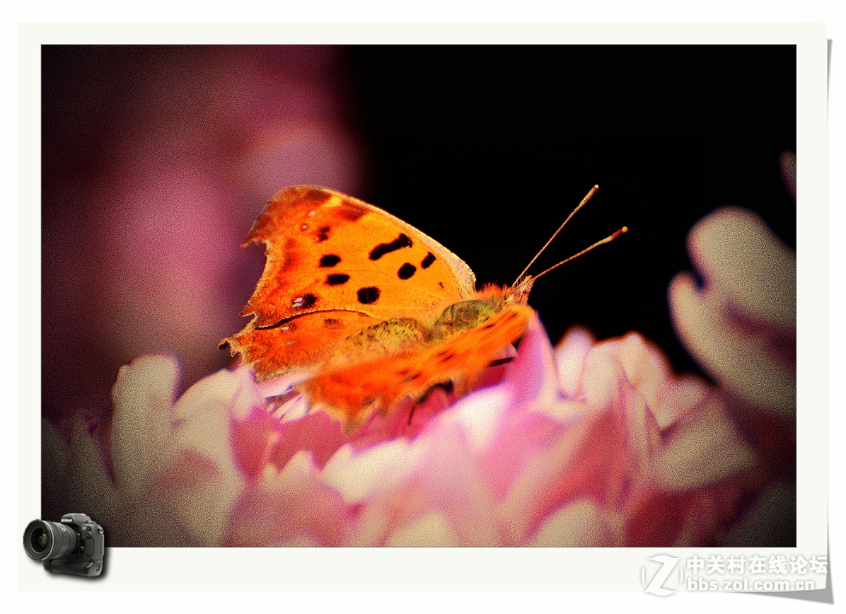 彩蝶菊影送上祝福——（贺帖）