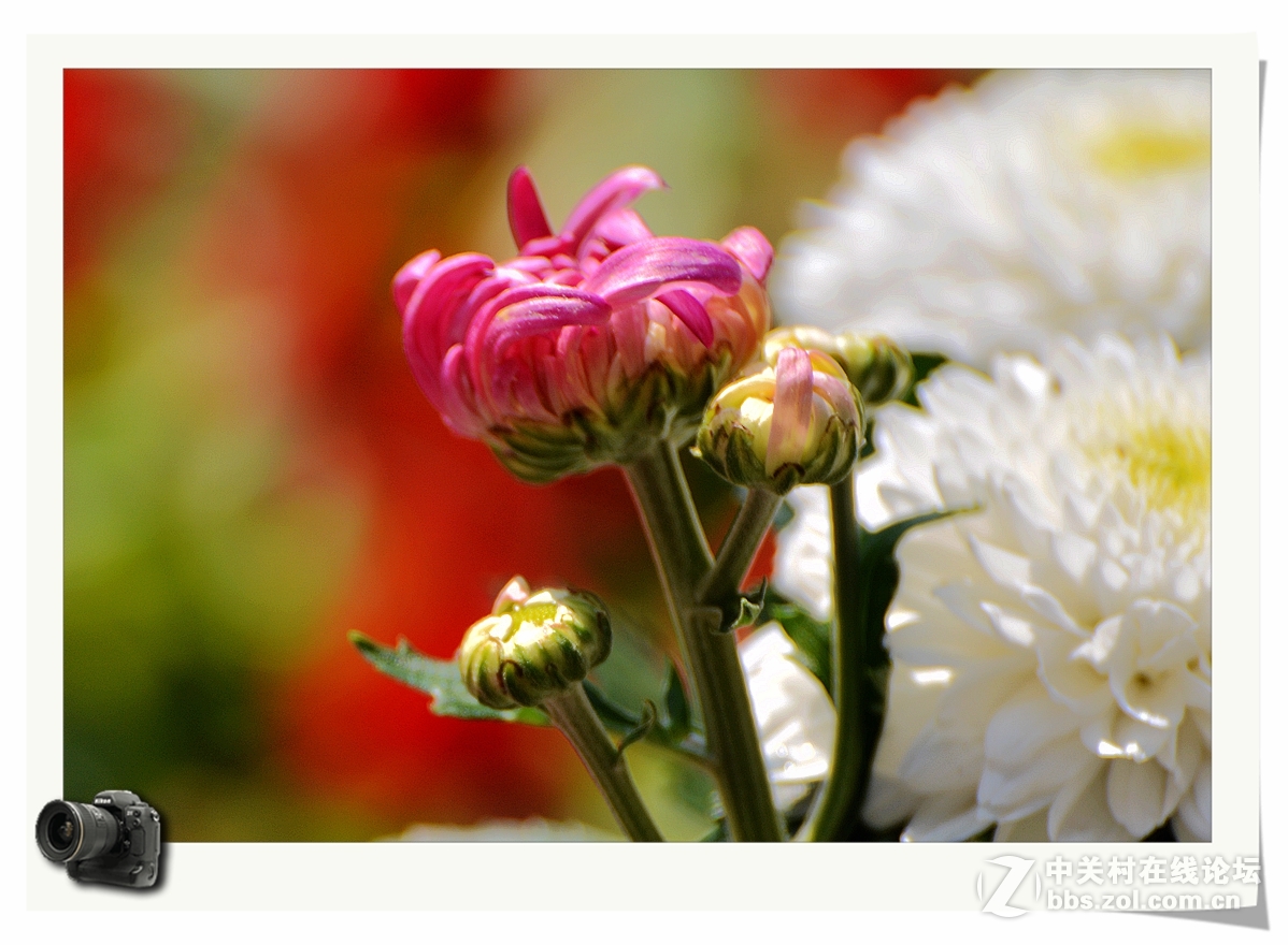 彩蝶菊影送上祝福——（贺帖）