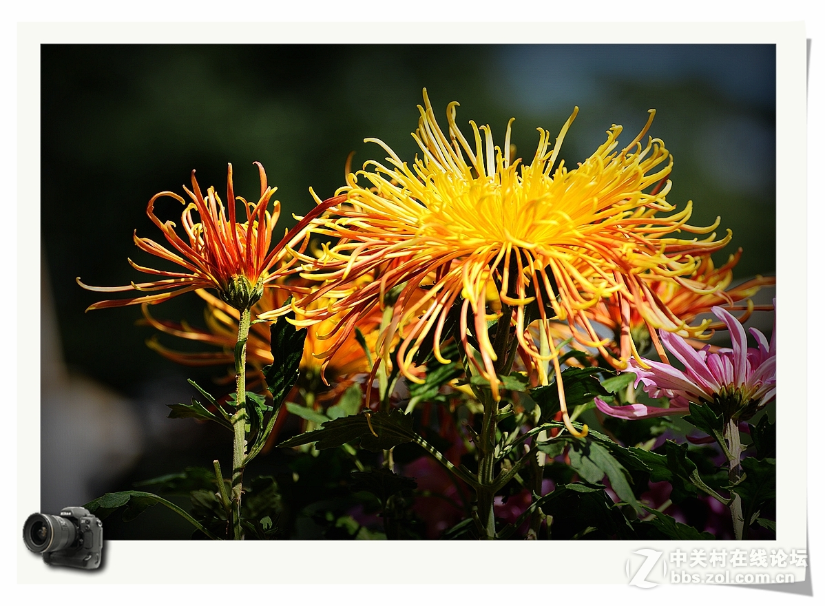 彩蝶菊影送上祝福——（贺帖）