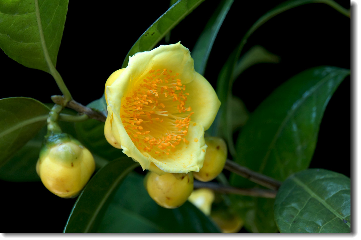 茶族皇后金茶花恭祝大家金玉满堂