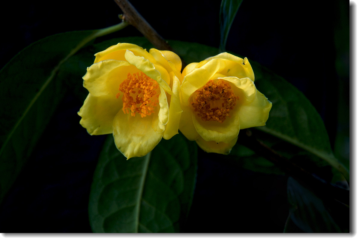 茶族皇后金茶花恭祝大家金玉满堂