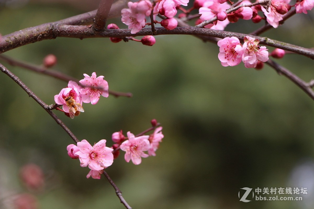 梅开冬暖