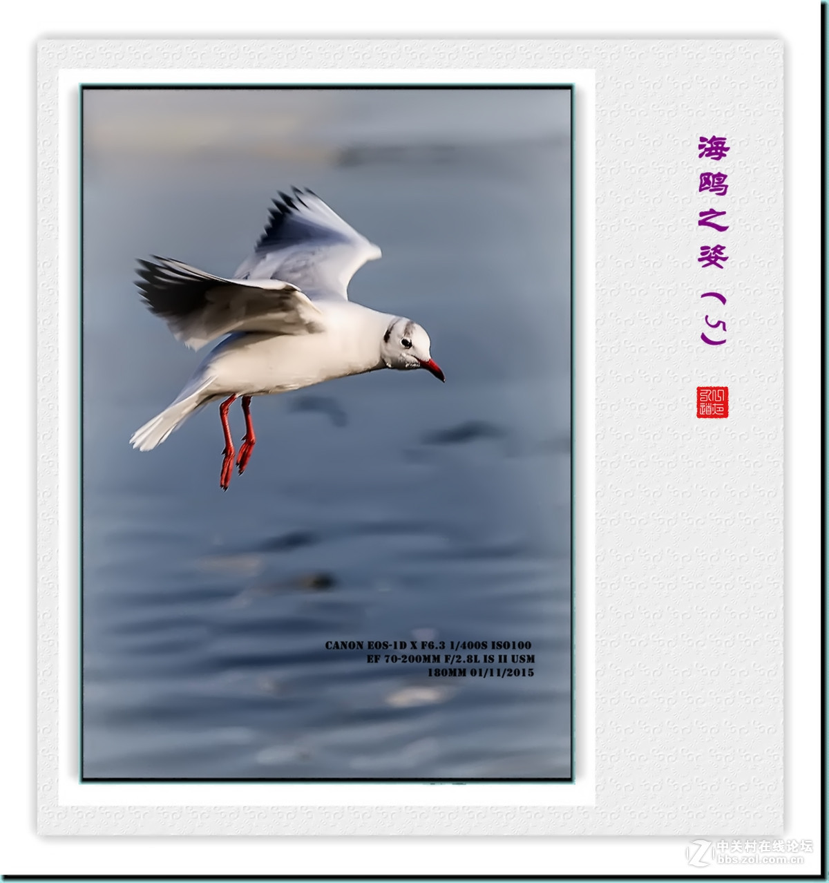 携一组【海鸥之姿—5】看山南、贺水北！