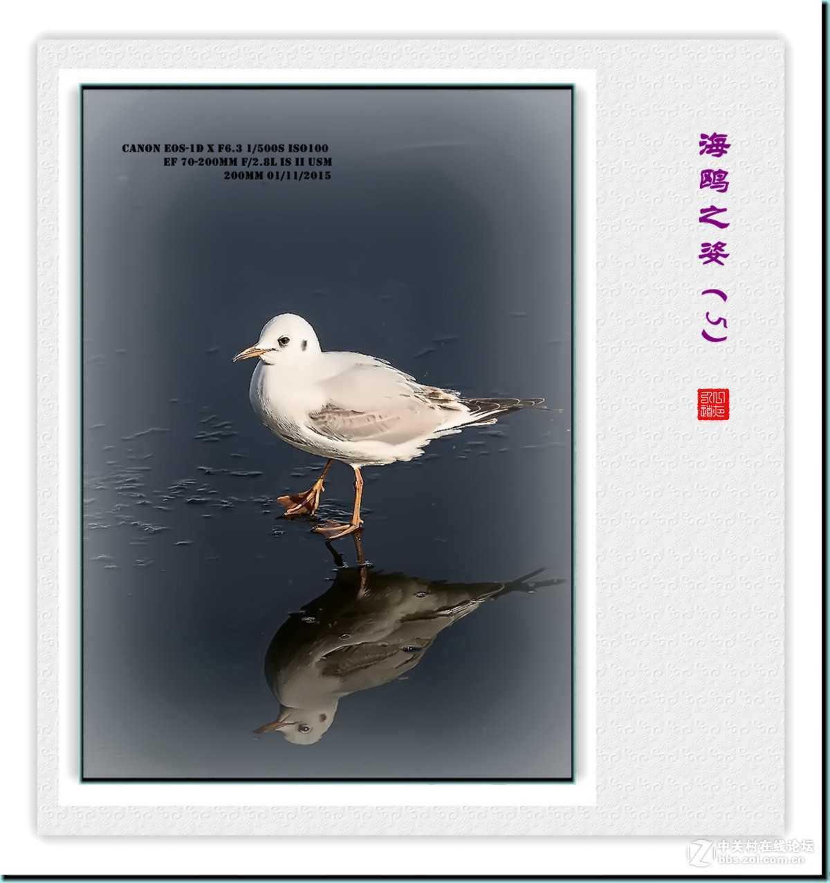 携一组【海鸥之姿—5】看山南、贺水北！