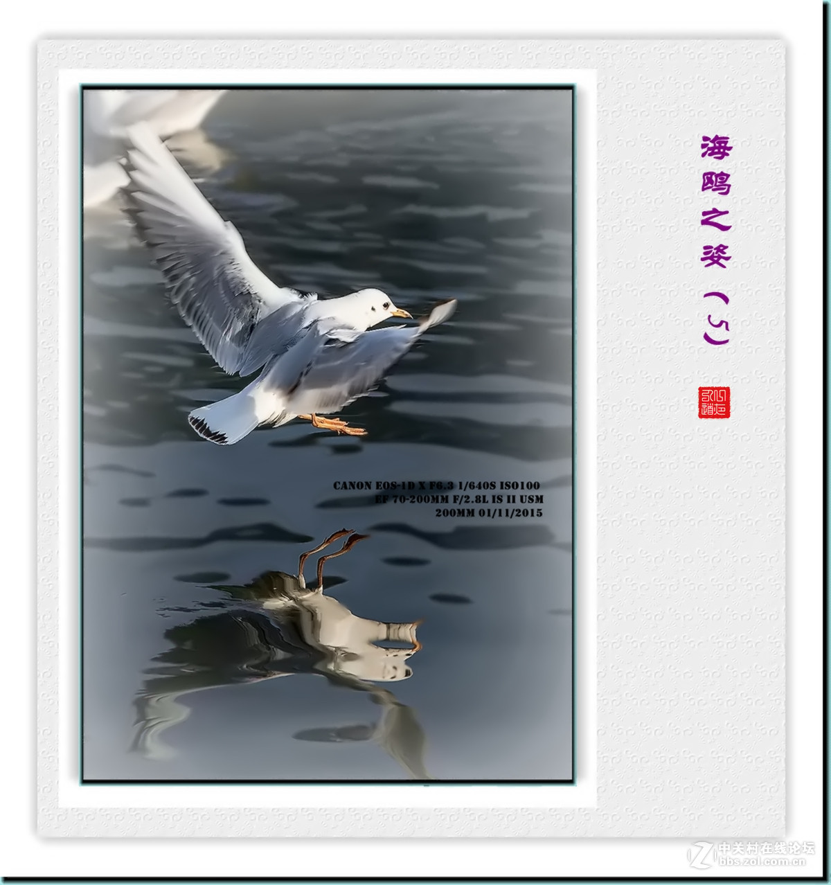 携一组【海鸥之姿—5】看山南、贺水北！